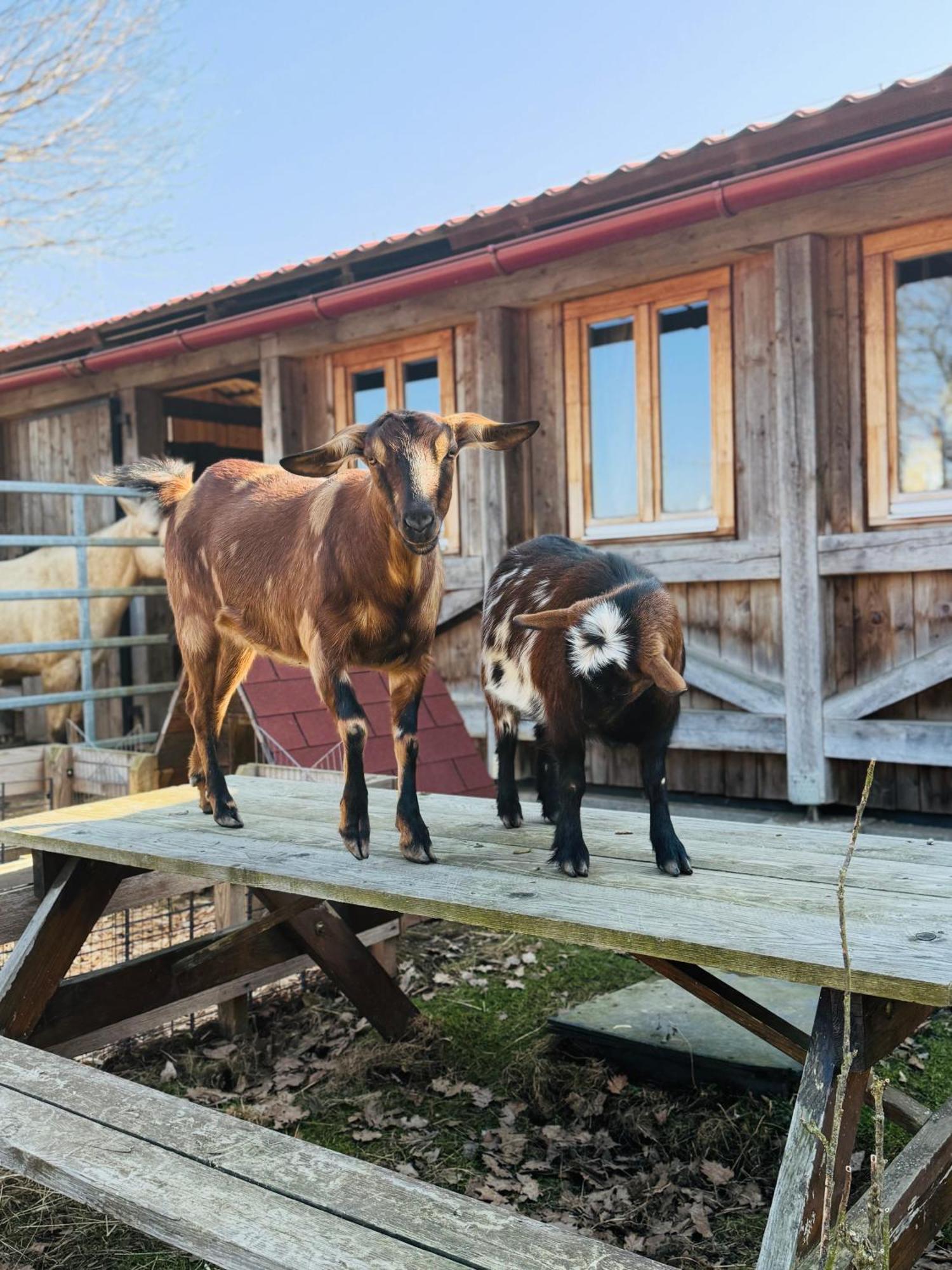 Apartman Na Ranci Pod Lovosem Velemin Exteriör bild